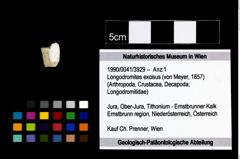 Foto (Objekt + Etikett) von Longodromites excisus (von Meyer, 1857)  (NHMW-GEO-1990-0041-3929)
